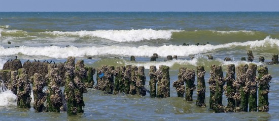 Les activités conchylicoles et les cultures marines sous protection !
